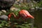 Pink flamingo wading bird