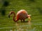 Pink Flamingo in wading in deep water