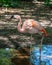 Pink Flamingo Wading through Shallow Water