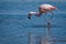 Pink flamingo wading through shallow water