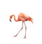 Pink flamingo walking