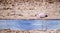 Pink flamingo walking alone and drinking water inside a salt lagoon in the `Salar de Atacama`