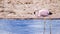 Pink flamingo walking alone and drinking water inside a salt lagoon in the Salar de Atacama, Atacama Desert.