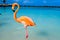 Pink flamingo walking on the beach in Aruba island, Caribbean sea, Renaissance Island