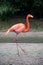 Pink flamingo walking in border water at the zoo