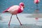 Pink flamingo walking at laguna Canapa southwestern Bolivia