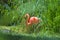 A pink flamingo walks against a background of bright greenery.
