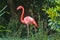 A pink flamingo walks against a background of bright greenery.