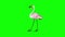Pink Flamingo walks HD chroma key
