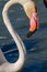 Pink flamingo water bird provence france