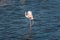 Pink flamingo in the wild. Camargue, France