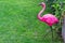 Pink flamingo yard decor outdoors