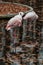 Pink flamingo at zoo. Autumn wild bird reflection