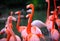 pink flamingoes pictures