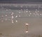 Pink Flamingoes in the altiplano lake, altitude lake in Sur Lipez