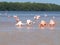 Pink Flamingoes in Celestun Mexico