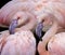 Pink flamingoes close up