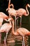 Pink Flamingoes, Pink Hues