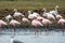 Pink flamingoes in the swamp of lake naivasha