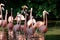 Pink Flamingoes wading