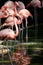 Pink Flamingoes wading