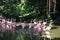 Pink Flamingoes wading at Jurong Bird Park Singapore