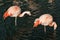 Pink Flamingos, beautiful details