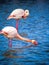 Pink flamingos Camargue National Park, France