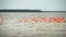 Pink flamingos at the El Corchito ecological reserve