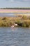 Pink flamingos fishing on salty water in La Camargue wetlands