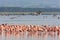 Pink flamingos flock in Nakuru lake. Kenya