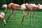 Pink flamingos grazing in the green meadow