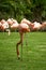 Pink flamingos grazing in the green meadow, in a vertical shot
