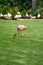 Pink flamingos grazing in the green meadow, in a vertical shot