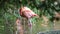 Pink flamingos groom farm. Bird walking zoo. Colorful flock stroll lake. America