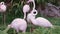 Pink Flamingos Group Among the Green Shrubs in Zoo Aviary, Cleaning its Feathers