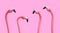 Pink flamingos illustration on pink background