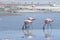 Pink flamingos at Laguna Chiarkota - Chair KKota 4700 mt is a shallow saline lake in the southwest of the altiplano of Bolivia