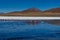 Pink Flamingos Laguna Hedionda Altiplano Bolivia