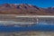 Pink Flamingos Laguna Hedionda Altiplano Bolivia