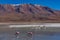 Pink Flamingos Laguna Hedionda Altiplano Bolivia