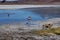 Pink Flamingos Laguna Hedionda Altiplano Bolivia