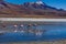 Pink Flamingos Laguna Hedionda Altiplano Bolivia