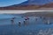 Pink Flamingos Laguna Hedionda Altiplano Bolivia