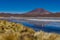 Pink Flamingos Laguna Hedionda Altiplano Bolivia