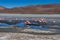 Pink Flamingos Laguna Hedionda Altiplano Bolivia