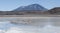 Pink Flamingos at Laguna Honda in English `Deep Lagoon` in sud Lipez Altiplano reserva Eduardo Avaroa - Bolivia