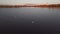 Pink flamingos in the lake. A flock of pink flamingos against the backdrop of a beautiful landscape. Wildlife video