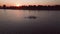 Pink flamingos in the lake. A flock of pink flamingos against the backdrop of a beautiful landscape. Wildlife video