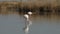 Pink flamingos on lake,phoenicopterus, beautiful white pinkish bird in pond, aquatic birds in its environment,Camargue, France